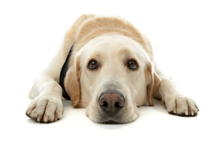 dog creche and boarding whitley bay