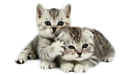 pet sitting services for cute kittens