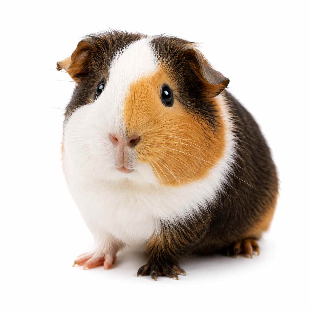 small pet care and boarding in whitley bay