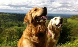 dog walking service whitley bay